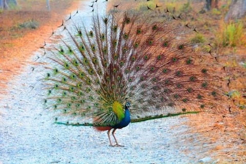 Bengal Safari Siliguri